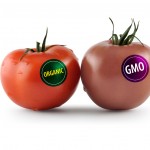 Organic_GMO_tomatoes